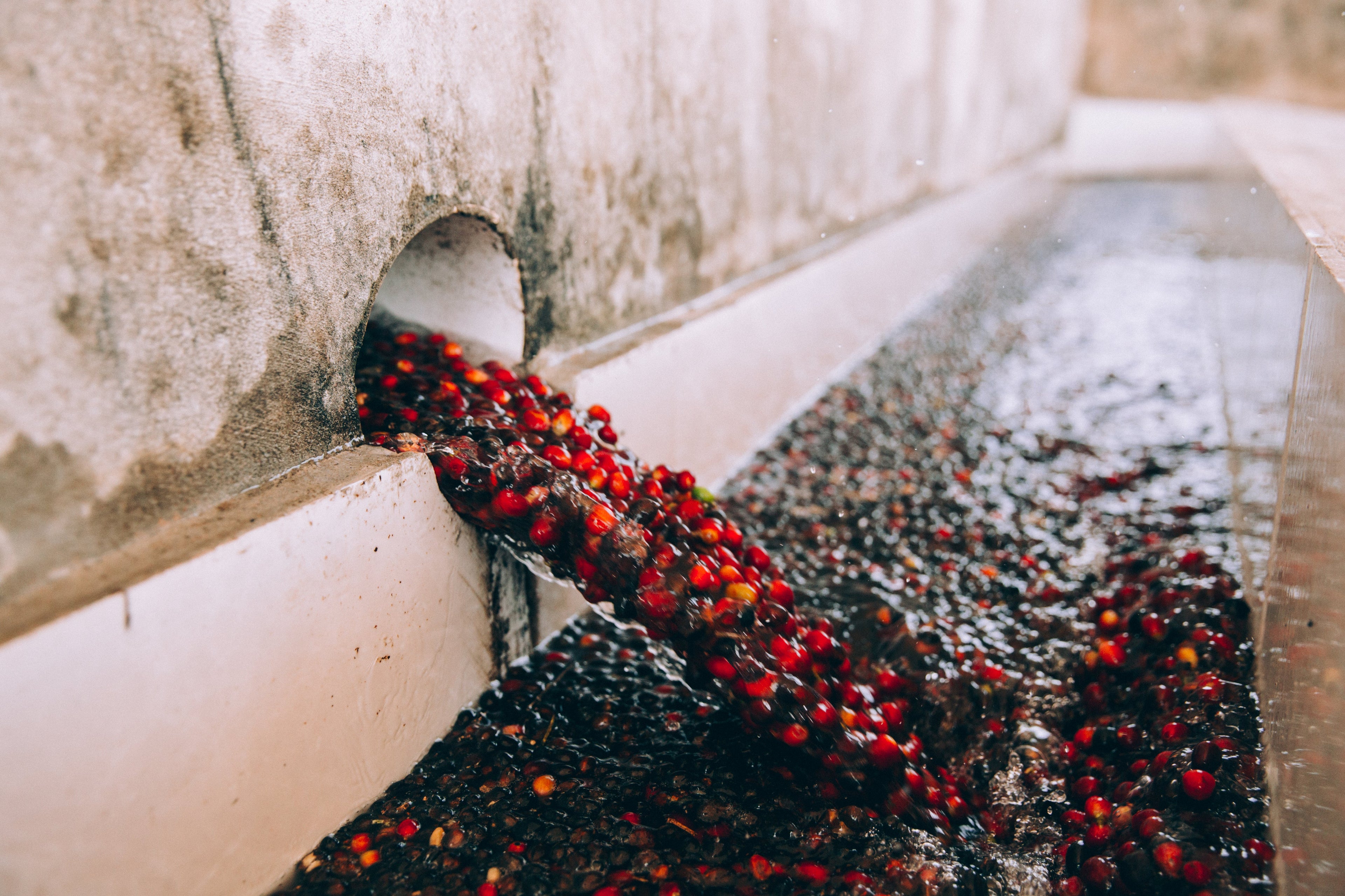 Cherries flowing through water